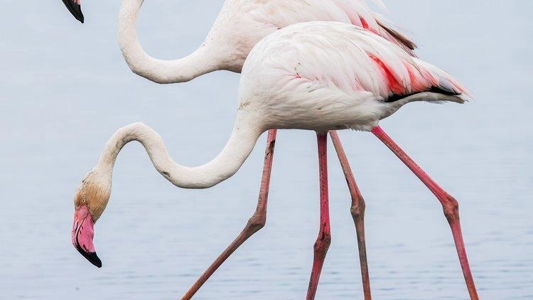 Il 'Feni-Day' ad Orbetello: appassionati e curiosi alla ricerca dei fenicotteri rosa nella laguna. Evento dedicato alla conservazione della biodiversità. Prenotazioni obbligatorie. Il 'Feni-Day' ad Orbetello: appassionati e curiosi alla ricerca dei fenicotteri rosa nella laguna. Evento dedicato alla conservazione della biodiversità. Prenotazioni obbligatorie.
