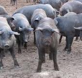 https://www.lanazione.it/image-service/view/acePublic/alias/contentid/OGRkNzg5MTAtOTk0NC00/0/peste-suina-africana-sette-comuni-a-rischio.jpeg