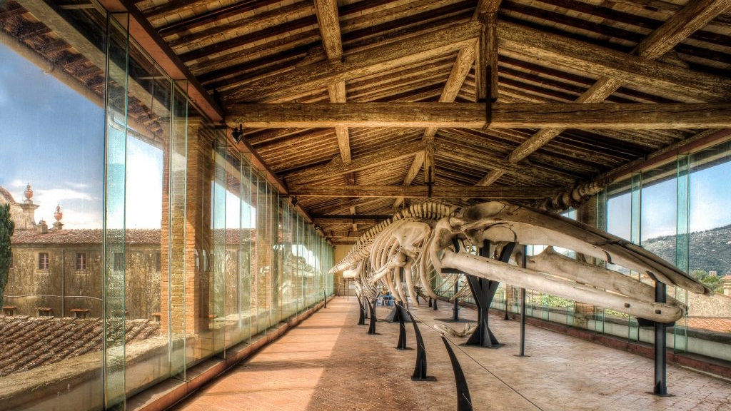 Il Museo di Storia Naturale Il Museo di Storia Naturale