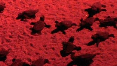 Intorno alle 24 i volontari a guardia del nido Costanza Perrone e Marco Casalini hanno notato i movimenti nel piccolo cratere sull’arenile. Lieto evento a buon fine e senza luci di disturbo. Intorno alle 24 i volontari a guardia del nido Costanza Perrone e Marco Casalini hanno notato i movimenti nel piccolo cratere sull’arenile. Lieto evento a buon fine e senza luci di disturbo.