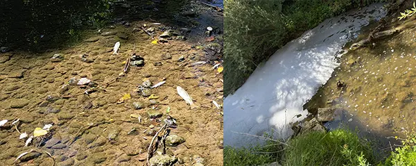 Schiuma bianca e pesci morti nello Staggia, forse è “colpa” del temporale