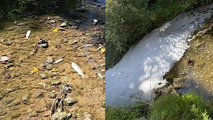 A sinistra la moria di pesci, a destra la schiuma nel corso d'acqua