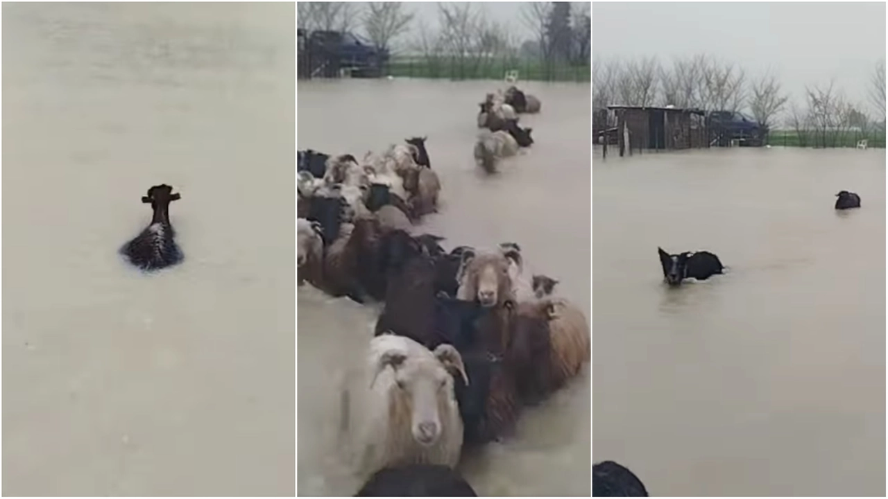 Il gregge di 80 pecore e 25 agnellini portati in salvo dal border collie Depp