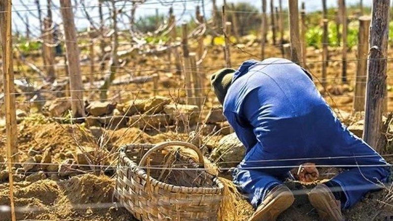 Viticoltura eroica: la sfida dei vignaioli tra le terre estreme d'Italia