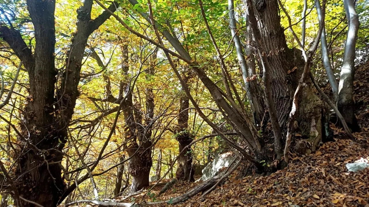 Le foreste sono un patrimonio della Valbisenzio da tutelare e da salvaguardare da eventuali danni, senza contare che la presenza... Le foreste sono un patrimonio della Valbisenzio da tutelare e da salvaguardare da eventuali danni, senza contare che la presenza...
