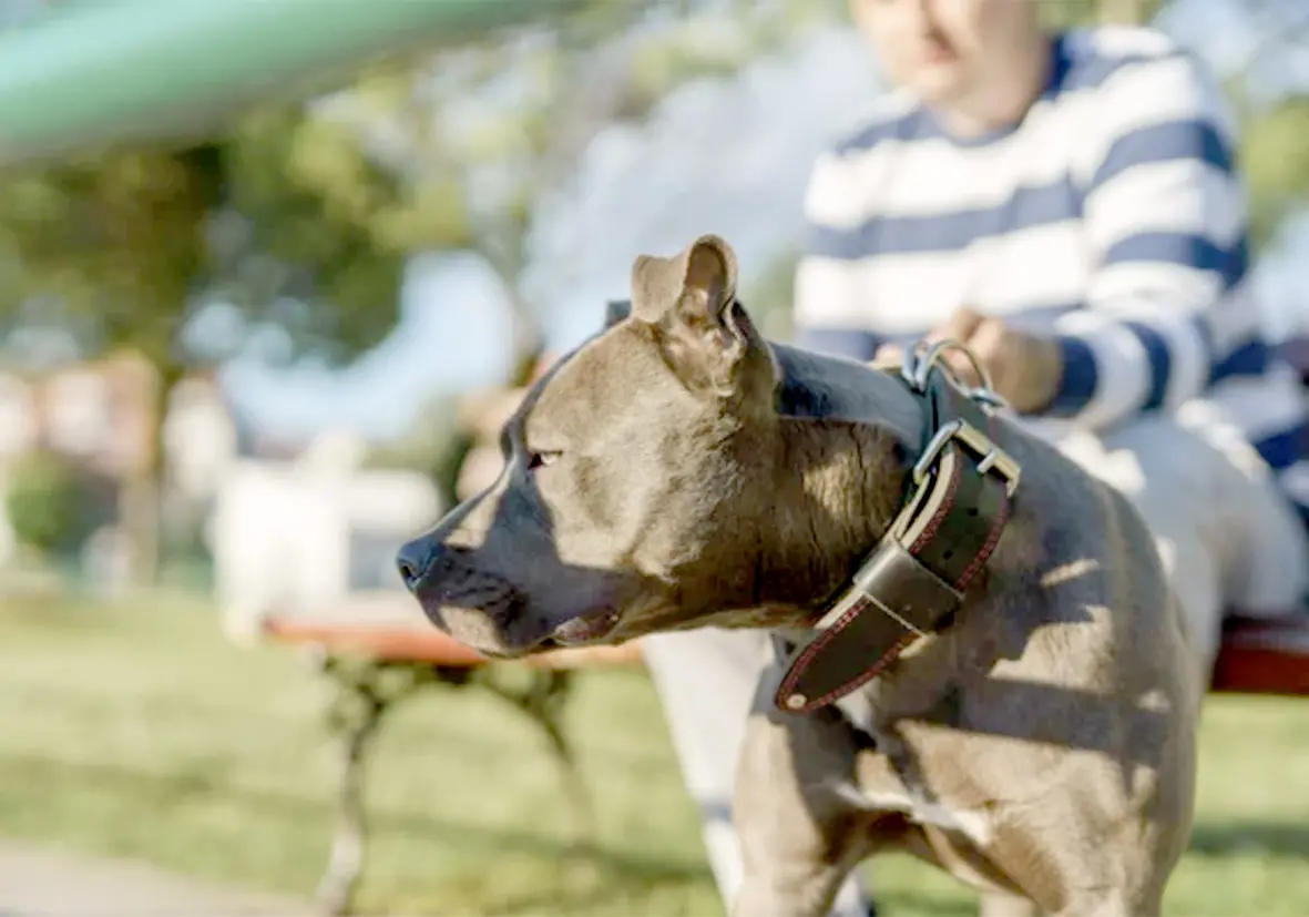 Bambino di 6 anni morso alla testa dal pitbull di famiglia