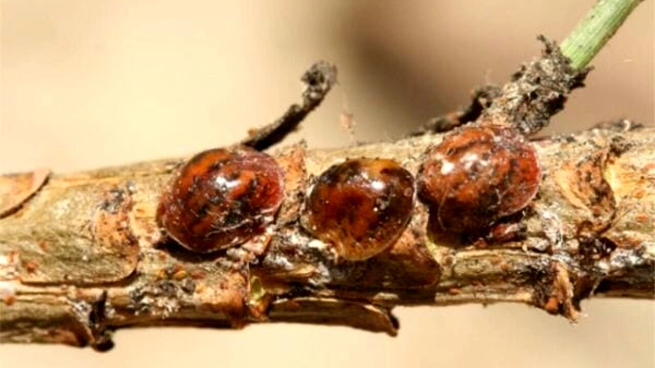 La cocciniglia tartaruga La cocciniglia tartaruga