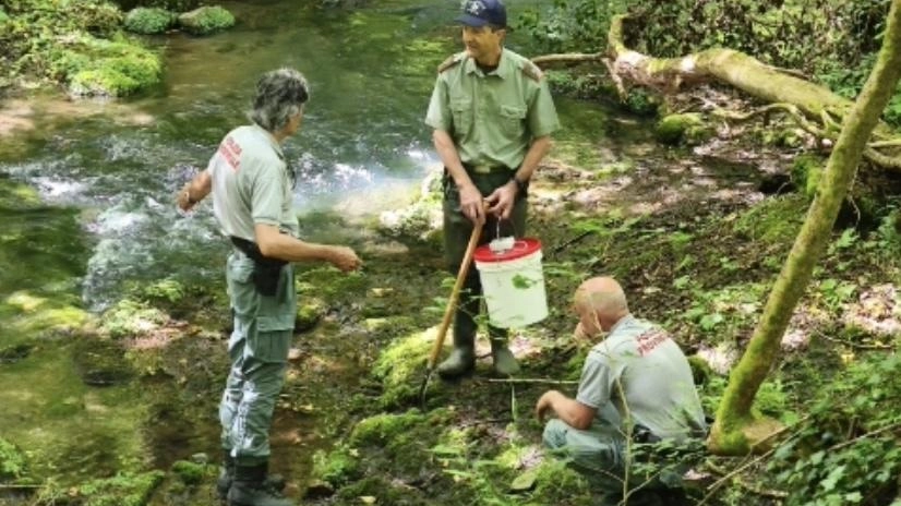 Conclusa la fase di inserimento in natura di una specie che resta a rischio. Ricci (Fipsas): "L’obiettivo è preservare e rafforzare queste popolazioni,. ormai rare e minacciate da pratiche dannose come il bracconaggio". Conclusa la fase di inserimento in natura di una specie che resta a rischio. Ricci (Fipsas): "L’obiettivo è preservare e rafforzare queste popolazioni,. ormai rare e minacciate da pratiche dannose come il bracconaggio".