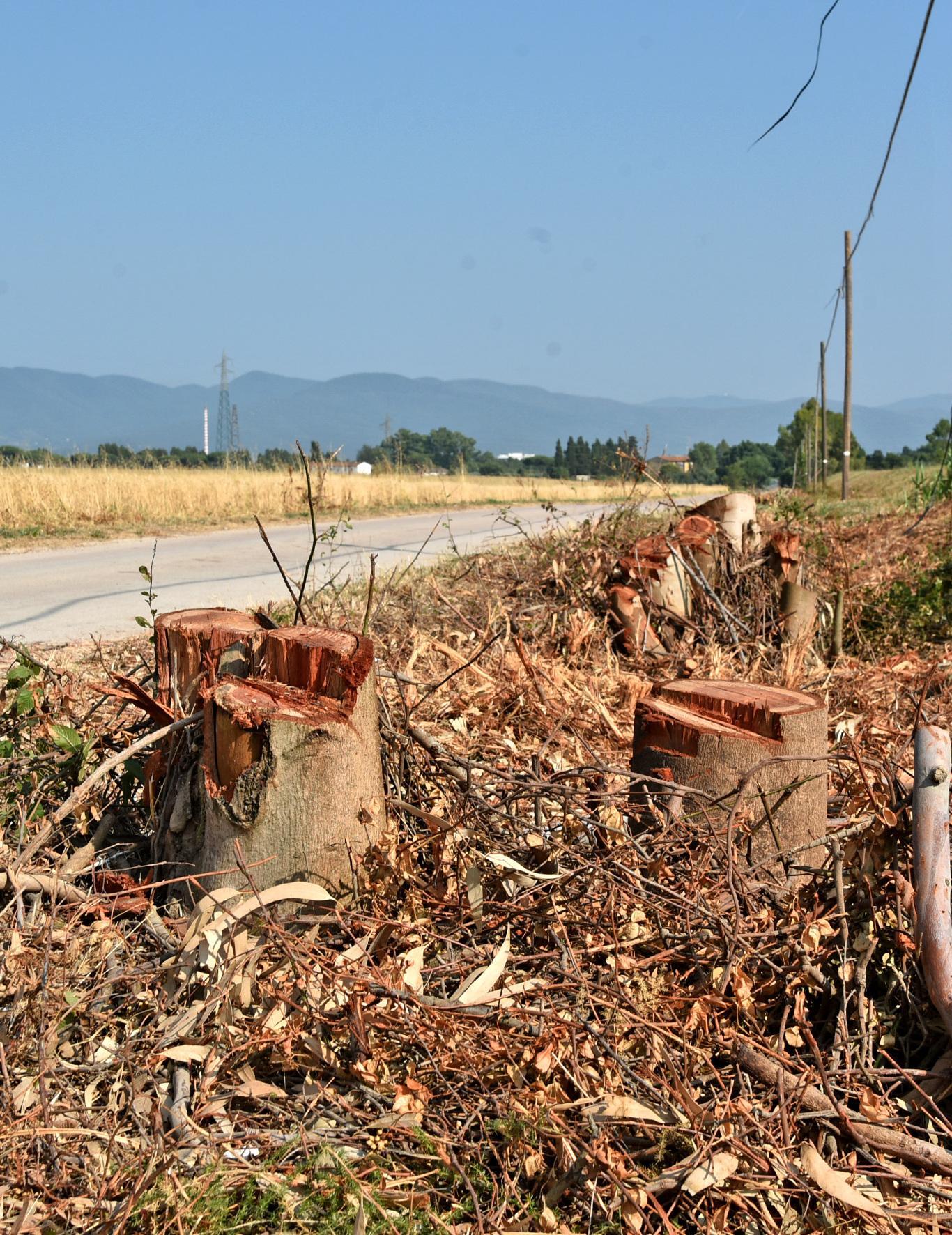 Alberi e polemiche: "Uno scempio. Dateci spiegazioni" Alberi e polemiche: "Uno scempio. Dateci spiegazioni"