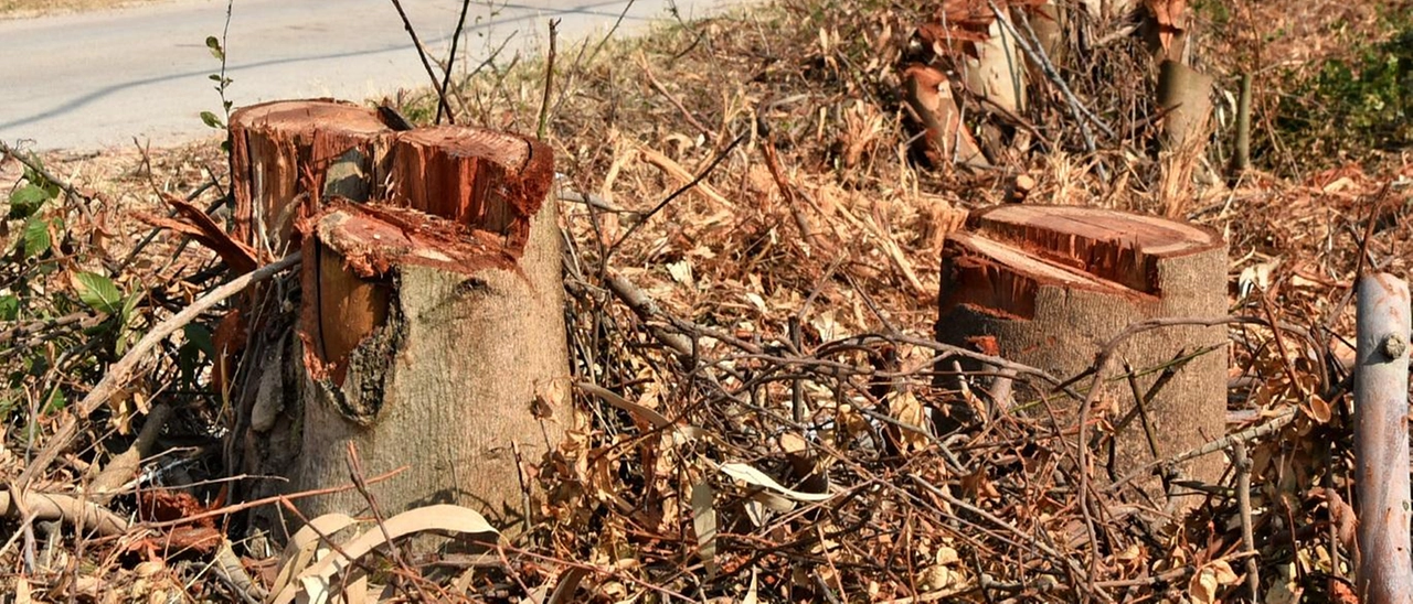 Alberi e polemiche: "Uno scempio. Dateci spiegazioni"