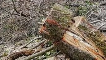 La proposta per raccogliere legna gratis La proposta per raccogliere legna gratis