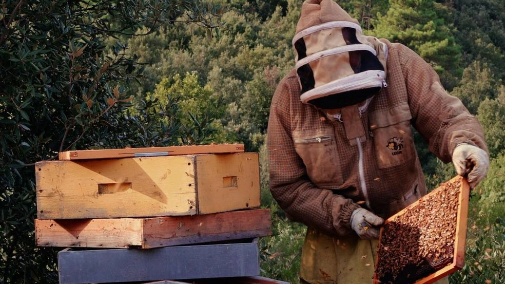 Il miele della Lunigiana è l’unico Dop della Toscana e uno dei tre in tutta Italia. Ora la decisione di promuovere il prodotto Il miele della Lunigiana è l’unico Dop della Toscana e uno dei tre in tutta Italia. Ora la decisione di promuovere il prodotto