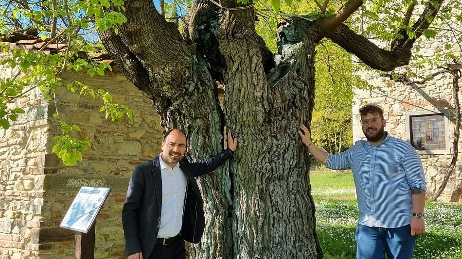 Uno degli alberi monumentali Uno degli alberi monumentali