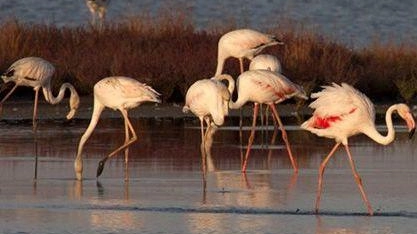 Fenicotteri rosa: anche loro ci sono in Maremma Fenicotteri rosa: anche loro ci sono in Maremma