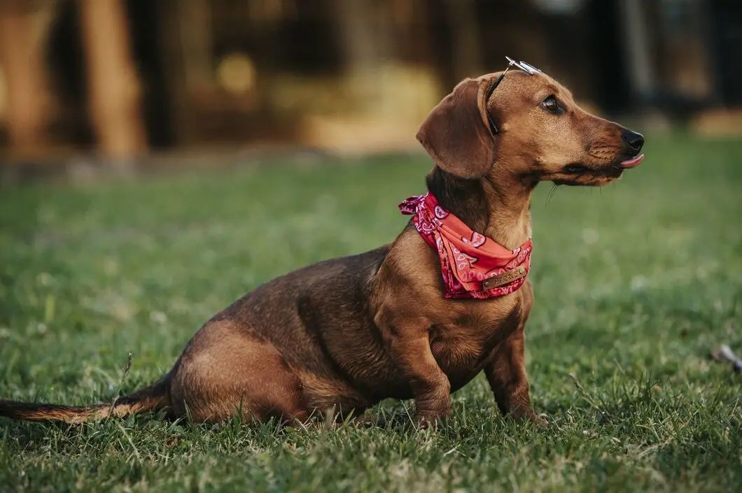 Violenza choc: prende a calci il suo cane, l’animale è in fin di vita
