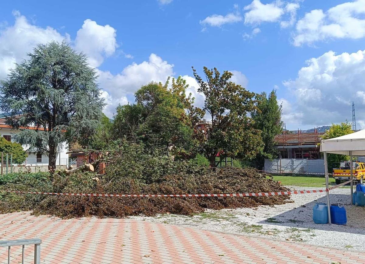 Valdinievole. Cadono gli alberi. E va via luce Valdinievole. Cadono gli alberi. E va via luce