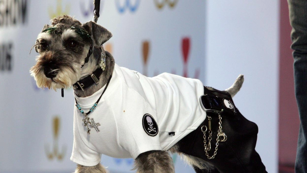 Cani delle razze schnauzer e pinscher saranno protagonisti dal 21 al 27 ottobre a Montelupo nel Campionato mondiale. ‘Ispu’ (foto d’archivio) Cani delle razze schnauzer e pinscher saranno protagonisti dal 21 al 27 ottobre a Montelupo nel Campionato mondiale. ‘Ispu’ (foto d’archivio)
