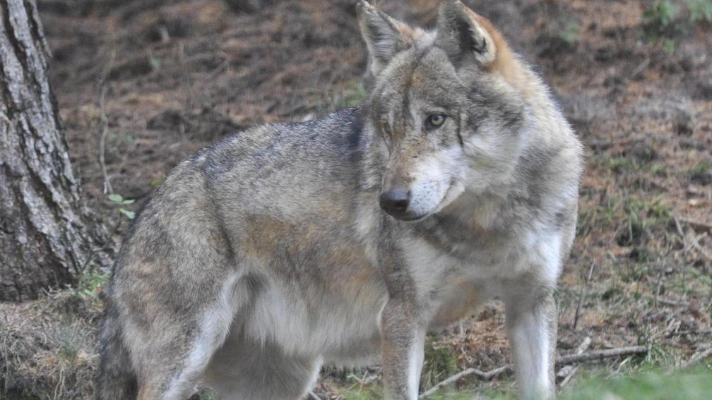 Sono in corso accertamenti per chiarire le cause della morte del giovane lupo maschio