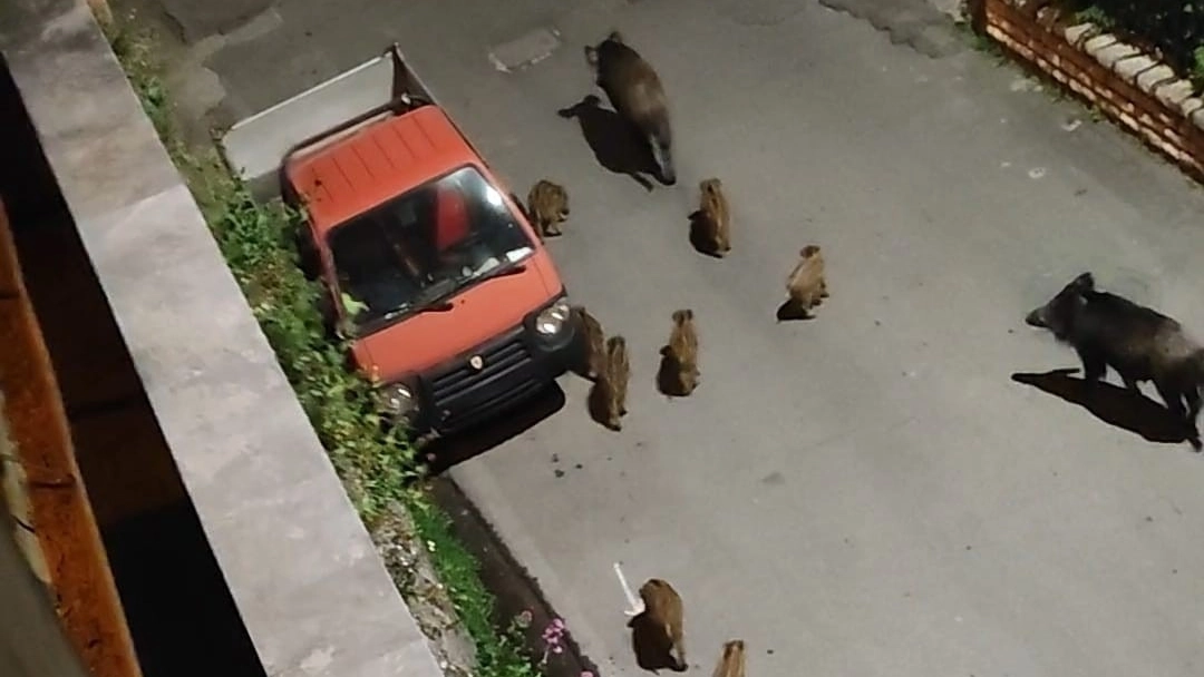 I residenti di Biassa segnalano il problema dei cinghiali nel borgo, sotto una famiglia di ungulati a spasso in strada I residenti di Biassa segnalano il problema dei cinghiali nel borgo, sotto una famiglia di ungulati a spasso in strada