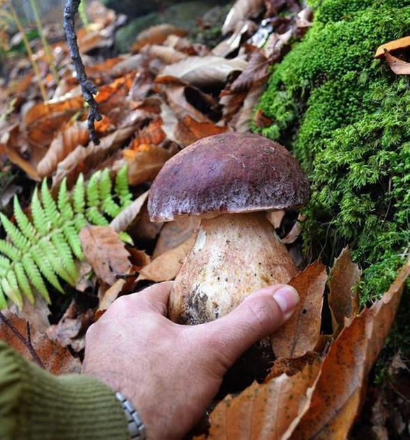 Funghi e intossicazioni: ecco i centri in Toscana dove farli controllare gratis