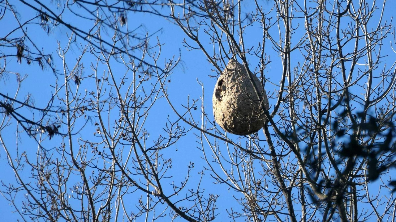 Il nido di vespe rinvenuto nella Pineta di Ponente Il nido di vespe rinvenuto nella Pineta di Ponente