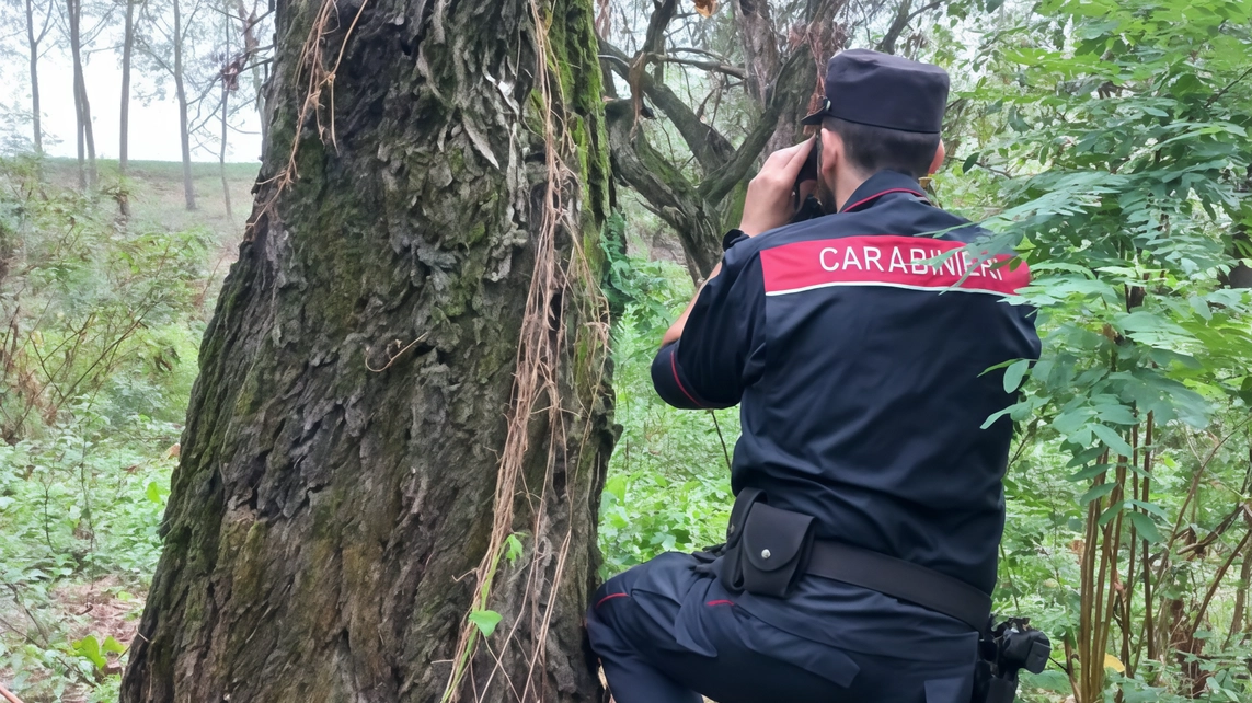 Scoperta e indagini eseguite dai carabinieri forestali di Grosseto nella zona boscata di Castiglione della Pescaia Scoperta e indagini eseguite dai carabinieri forestali di Grosseto nella zona boscata di Castiglione della Pescaia