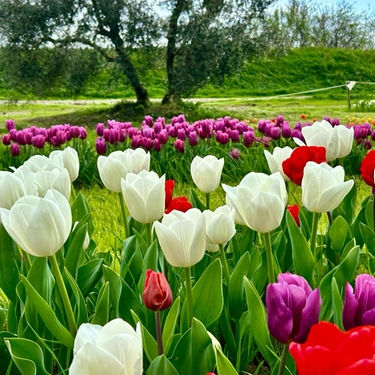 Il campo di tulipani di Calenzano: per passeggiare, fotografare o cogliere i fiori