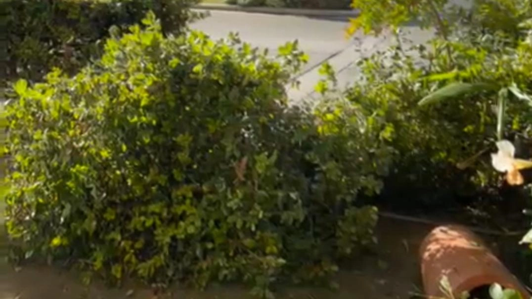 Le aiuole e i vasi del ristorante “La volpe e l’uva“ danneggiati da una delle tante macchine che sfrecciano a tutta velocità Le aiuole e i vasi del ristorante “La volpe e l’uva“ danneggiati da una delle tante macchine che sfrecciano a tutta velocità