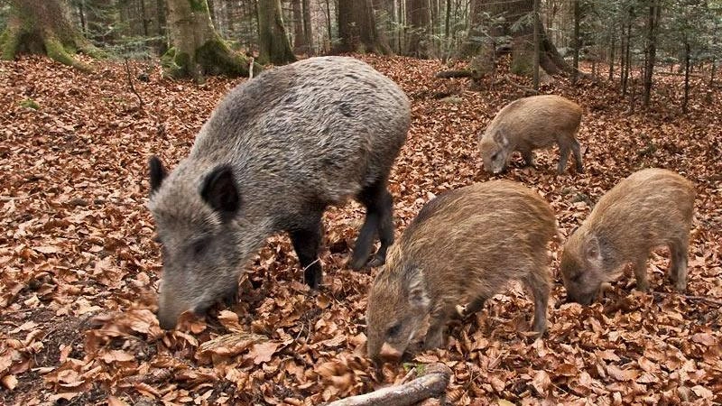 La nuova carcassa di cinghiale, poi risultata positiva alla peste suina, è stata rinvenuta in prossimità del paese di Jera, facendo scattare l’allarme dopo i nove episodi già registrati nell’ultimo mese e mezzo