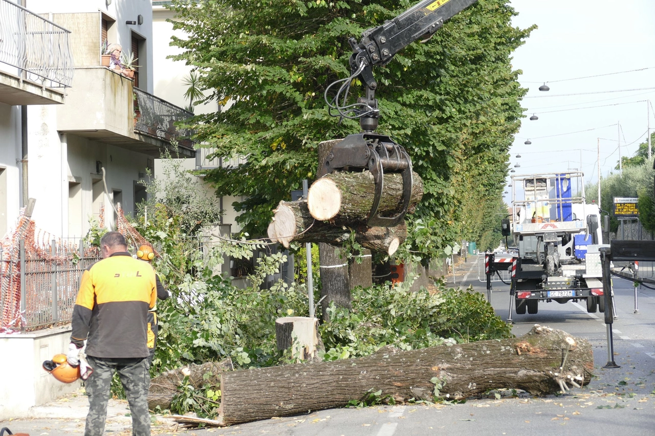 Proteste in via Firenze per il taglio degli alberi (Foto Attalmi)