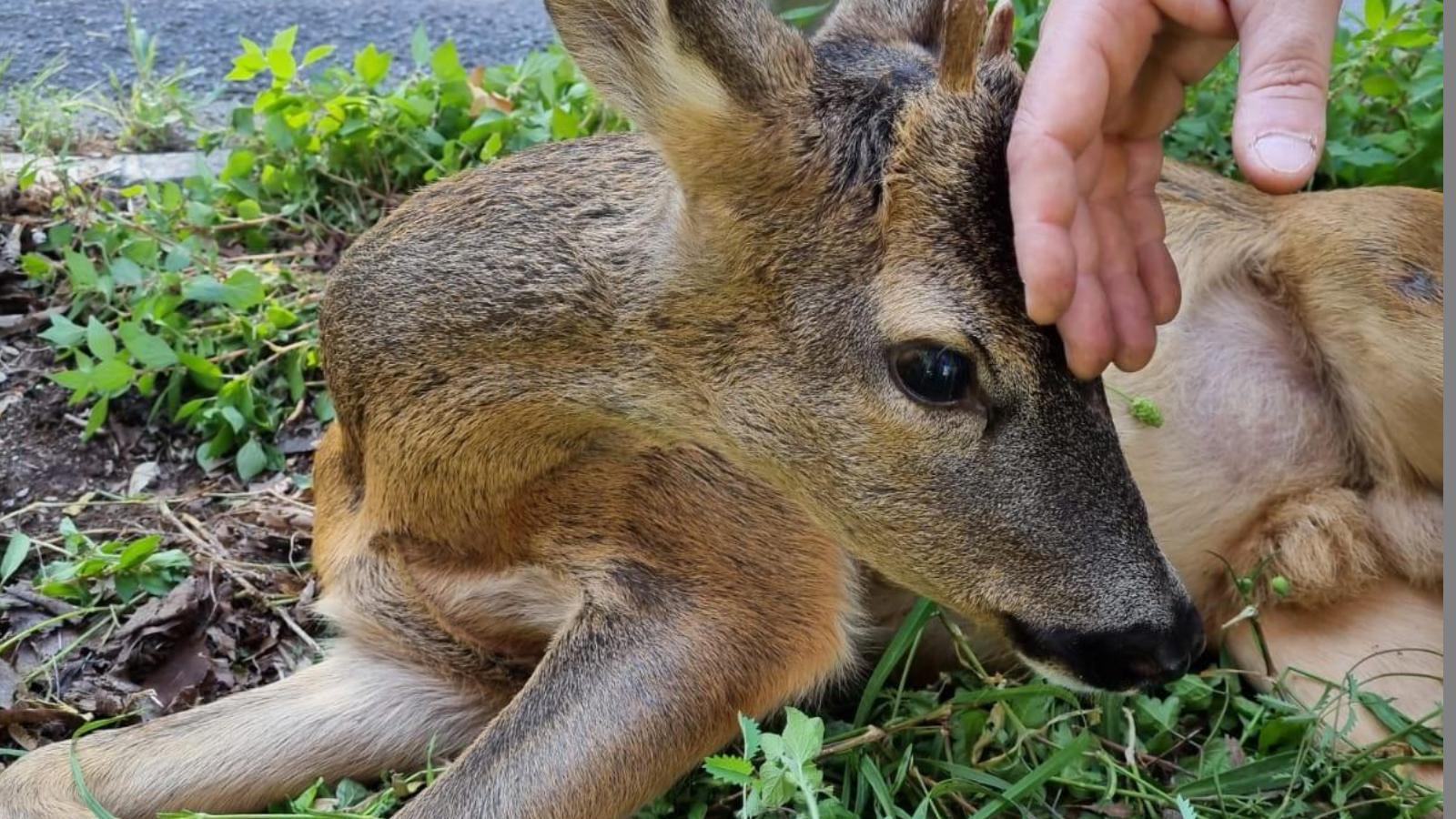 cucciolo di daino investito da un auto pirata lo soccorrono i passanti