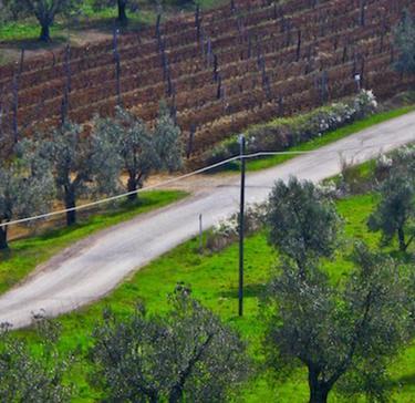 https://www.lanazione.it/image-service/view/acePublic/alias/contentid/OTJjNTYxODEtNWE0Yy00/0/a-montebamboli-una-strada-contestata.jpeg?f=1.90:1&w=1200