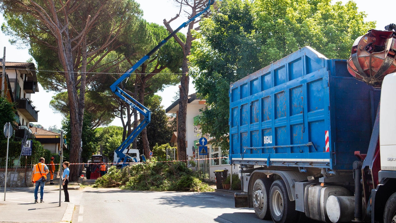 Taglio alberi in via Marconi a Montecatini Terme Taglio alberi in via Marconi a Montecatini Terme