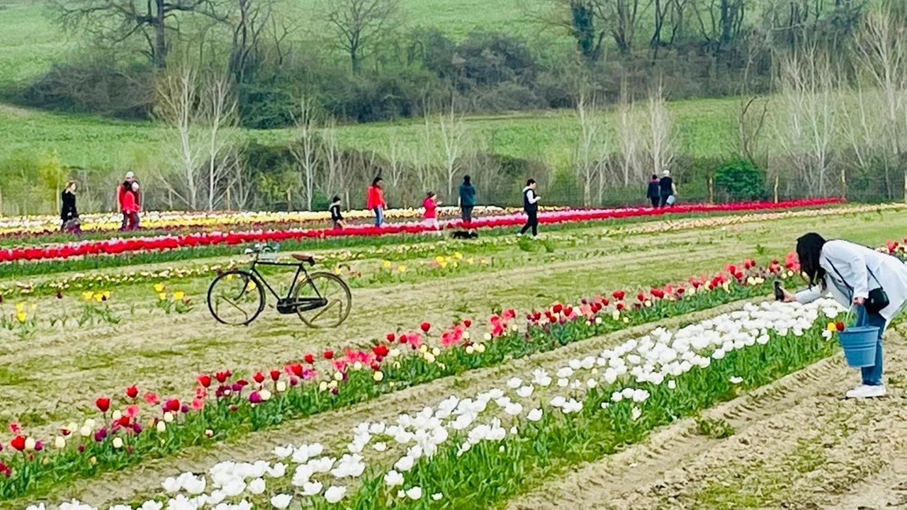 Un’immagine delle coltivazioni di tulipani nelle Crete: che spettacolo!