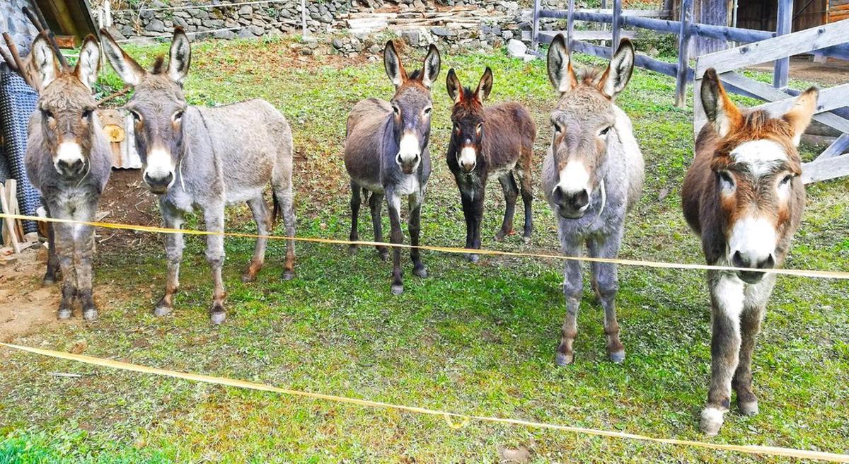 https://www.lanazione.it/image-service/view/acePublic/alias/contentid/OTMxMWIxZmYtZmEyYi00/0/settembre-calcesano-primi-appuntamenti.jpeg?f=1.90:1&w=1200