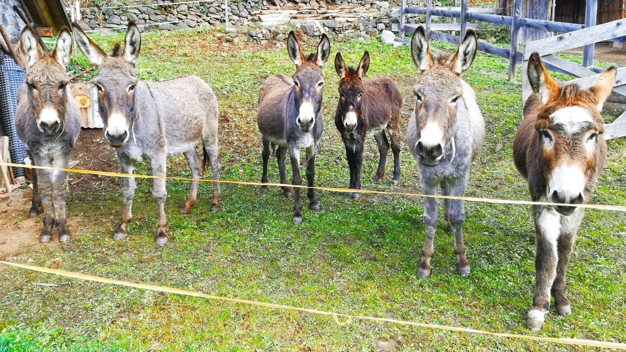 Torna il Settembre Calcesano, un ricco programma fatto di eventi, laboratori, passeggiate, mostre, visite guidate, dibattiti e molto altro, per... Torna il Settembre Calcesano, un ricco programma fatto di eventi, laboratori, passeggiate, mostre, visite guidate, dibattiti e molto altro, per...