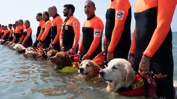Ecco i cani bagnino a Forte dei Marmi, tornano in spiaggia gli speciali salvagente Ecco i cani bagnino a Forte dei Marmi, tornano in spiaggia gli speciali salvagente