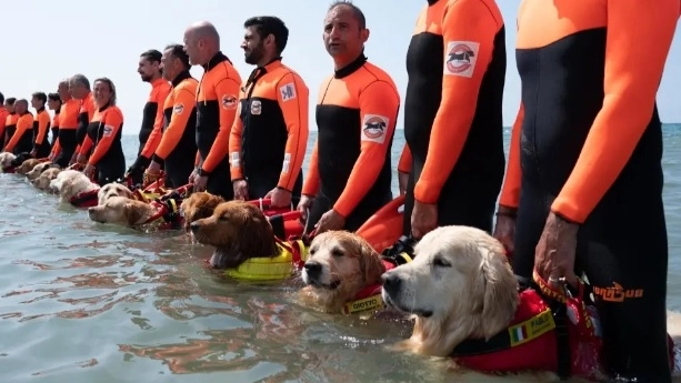 Ecco i cani bagnino a Forte dei Marmi, tornano in spiaggia gli speciali salvagente