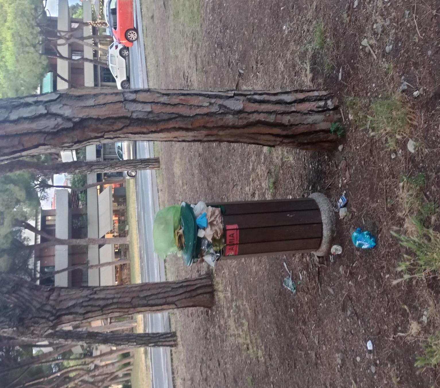Sos pinete: il disastro di cestini e rifiuti Sos pinete: il disastro di cestini e rifiuti