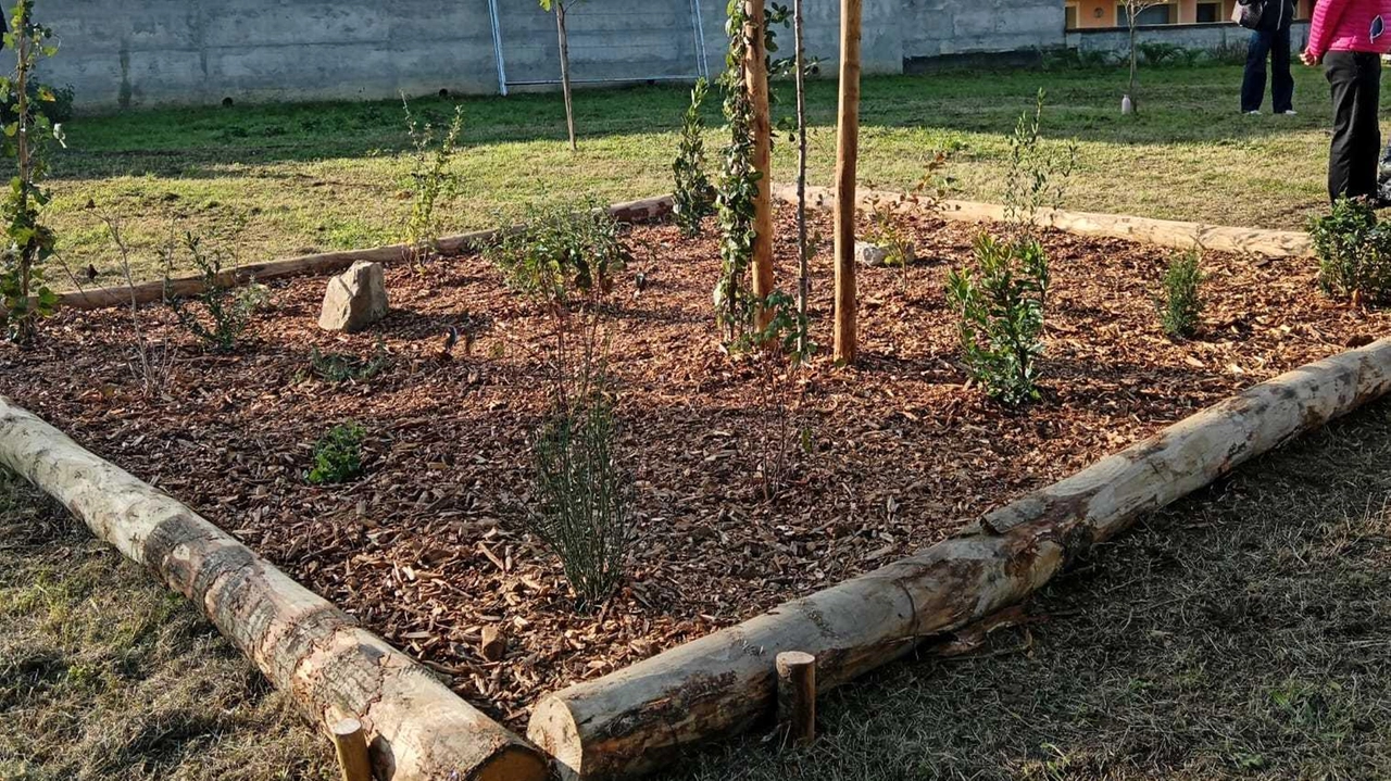 Nuovi alberi Nuovi alberi