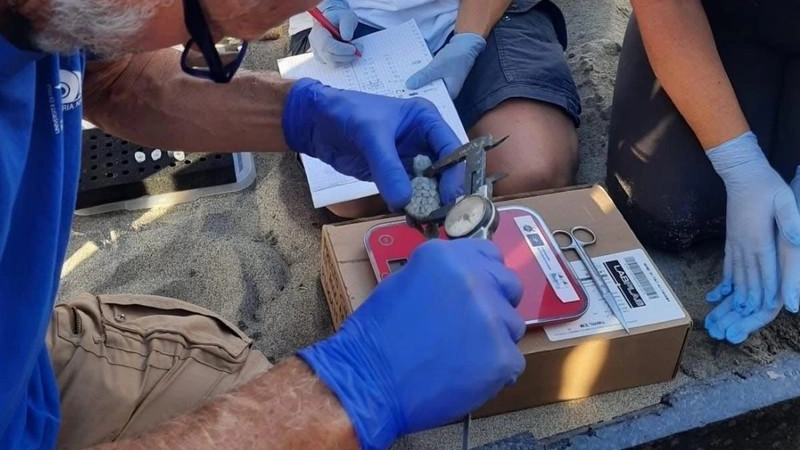 Marina di Massa, sono nate vicino all’Essenza. Mappa dei nidi ’in attesa’ e l’avviso ai pescatori: "L’attività è interdetta fino a 300 metri dalla riva" .