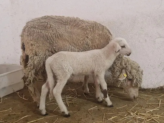 Firenze, agnello su un terrazzo: comincia a belare, arrivano i carabinieri forestali