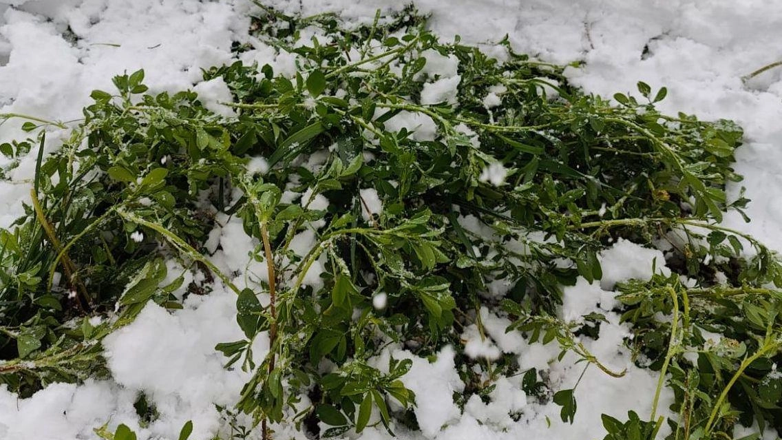 La neve d'aprile sulla Montagna Pistoiese minaccia la produzione di erba medica e mette in allerta gli agricoltori per il rischio di gelate dannose per colture e vigneti.