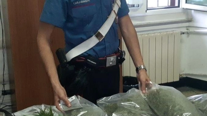 I carabinieri di Varese Ligure con il materiale sequestrato. Nel mirino una cinquantina di piante di marijuana, e un’ottantina di. boccette di olio di canapa. Il blitz all’interno di un’azienda agricola dell’alta Val di Vara