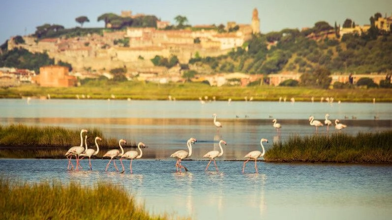 Per gli amanti di trekking l’autunno a Castiglione della Pescaia propone oggi "Un’isola sulla Diaccia Botrona", passeggiata archeo-naturalistica con birdwatching... Per gli amanti di trekking l’autunno a Castiglione della Pescaia propone oggi "Un’isola sulla Diaccia Botrona", passeggiata archeo-naturalistica con birdwatching...
