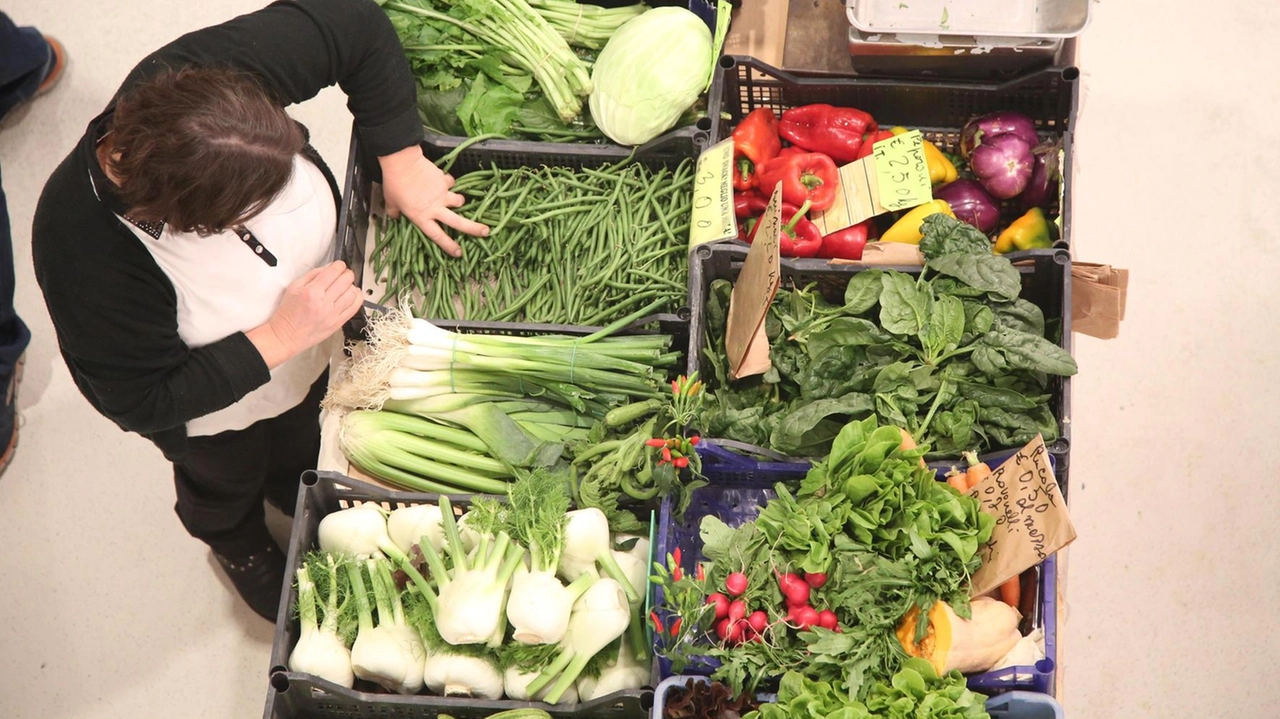 Vendita di generi alimentari e ortofrutta sui banchi del mercato settimanale del mercoledì che verrà realizzato in centro città a Montelupo a partire dall’autunno Vendita di generi alimentari e ortofrutta sui banchi del mercato settimanale del mercoledì che verrà realizzato in centro città a Montelupo a partire dall’autunno