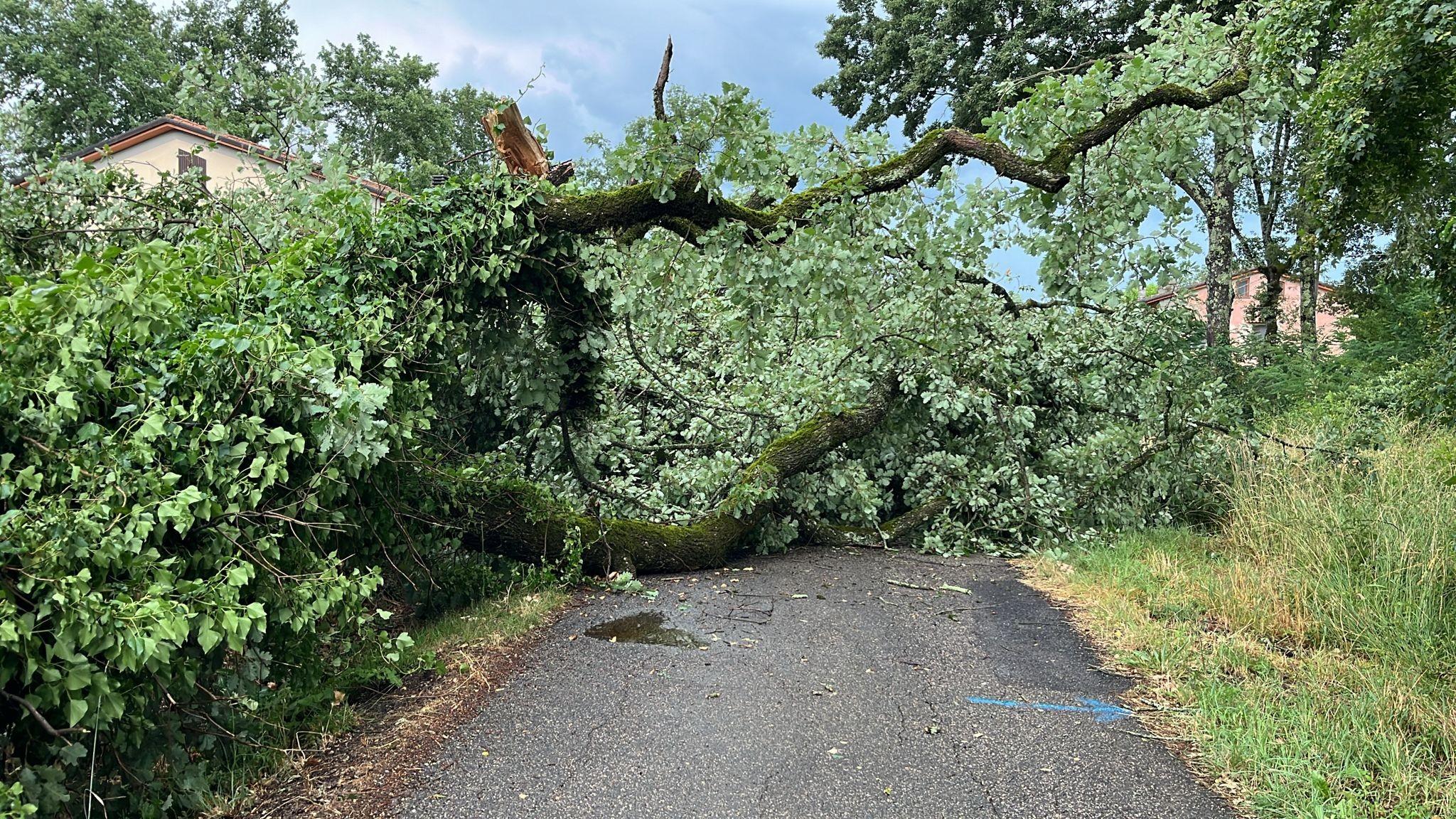 Maltempo: caduta una pianta sulla strada per il Borgo di Gressa