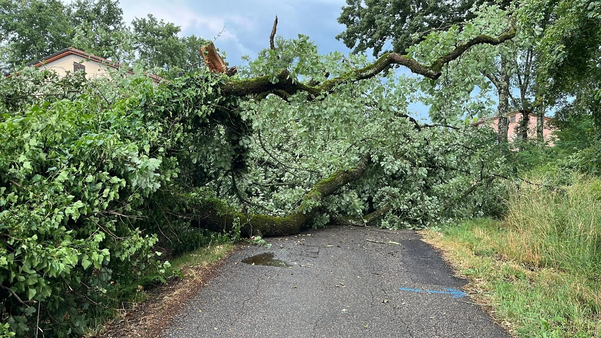 Maltempo: caduta una pianta sulla strada per il Borgo di Gressa