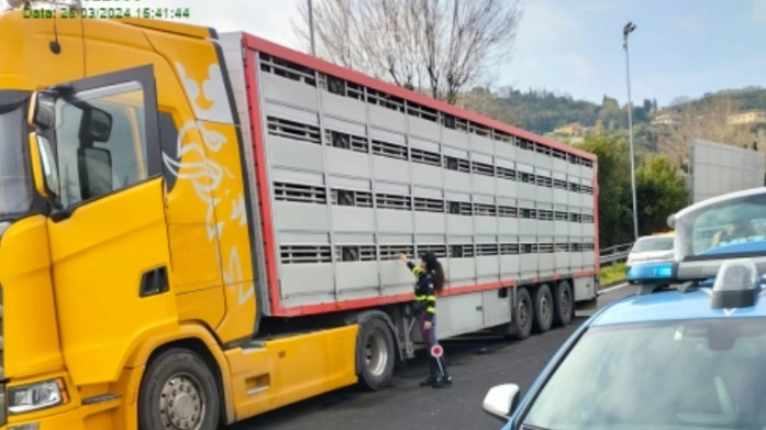 Lo stop al mezzo pesante per verificare la regolarità del trasporto e del benessere degli animali trasportati