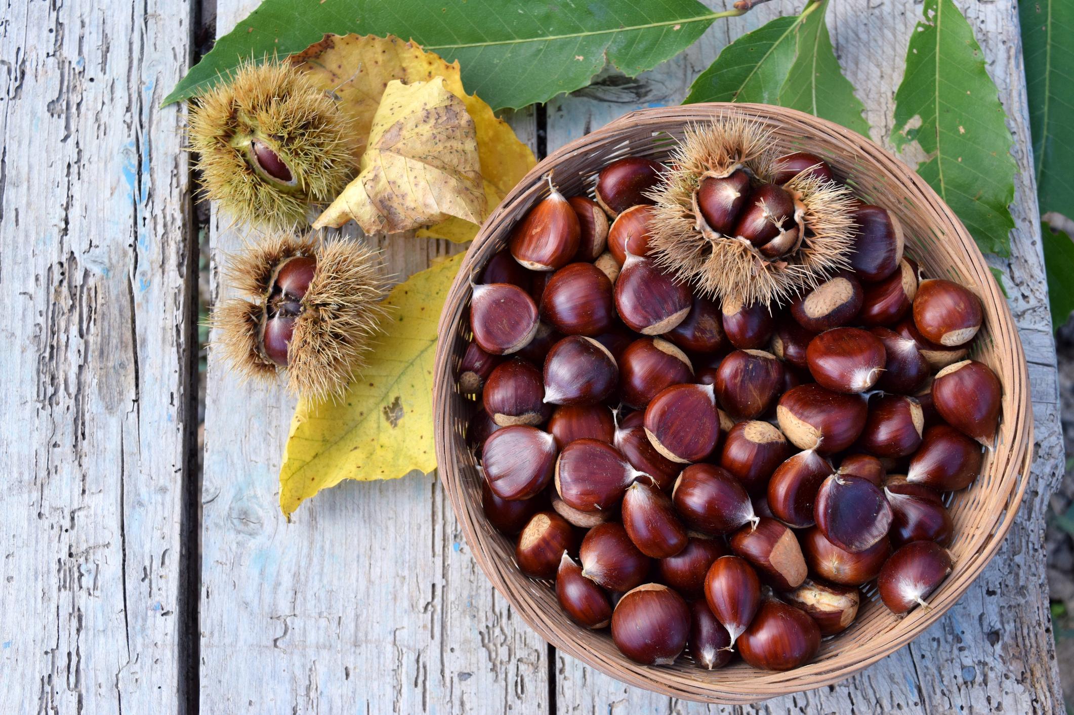Tra castagne Igp, latte e pane dal sapore antico I grandi protagonisti della cucina Tra castagne Igp, latte e pane dal sapore antico I grandi protagonisti della cucina